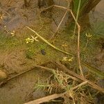 Utricularia stellaris Hábitos