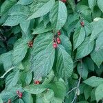 Lonicera maackii Feuille