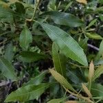 Morella cerifera Hoja