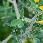 Calicotome spinosa Leaf