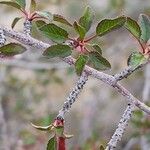 Prunus microcarpa Yaprak