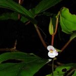 Begonia poculifera Blodyn