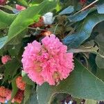 Dombeya wallichii Flower