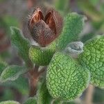 Cistus salviifolius Fruit