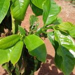 Coffea canephora Blatt