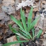 Luzula pilosa Leaf