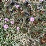 Spergularia rubra Habit