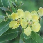 Stigmaphyllon ellipticum Flower