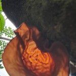 Theobroma cacao Flower