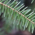 Abies cephalonica Leaf