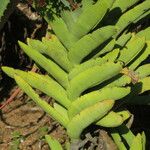 Crassula perfoliata Hoja