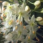 Anthericum ramosum Blüte