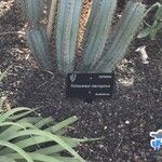 Trichocereus macrogonus Leaf