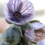 Cynoglossum creticum 花