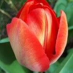 Tulipa mauriana Blomma