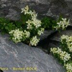 Galium pseudohelveticum 形態