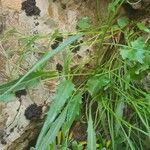 Phyteuma charmelii Folla