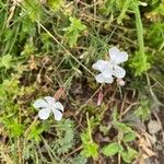 Dianthus gyspergerae ফুল