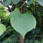 Tilia cordataLeaf