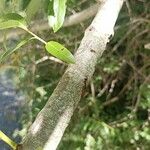 Salix euxina Bark