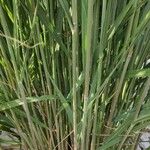 Panicum virgatum Corteza
