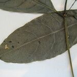 Faramea occidentalis Other