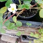 Fragaria × ananassaFlors