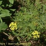 Descurainia millefolia Kwiat