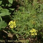 Descurainia millefolia Floare