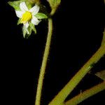 Solanum velutinum Květ