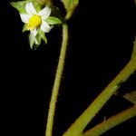 Solanum velutinum