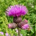 Cirsium rivulare Fula