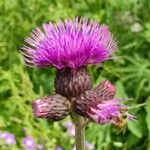 Cirsium rivulare 花