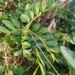 Pistacia aethiopica Φύλλο