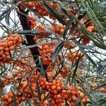 Hippophae rhamnoides Hedelmä