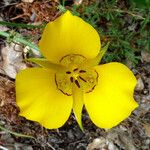 Calochortus clavatus Flower