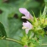 Galeopsis tetrahit Flower