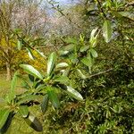 Pyracantha angustifolia Deilen