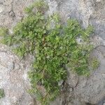 Polycarpon tetraphyllum Habit