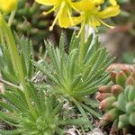 Draba aizoides Yaprak