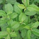 Rauvolfia viridis List