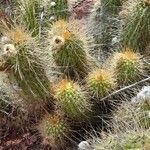 Echinopsis huascha Hábito