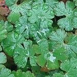 Geranium lucidum Feuille