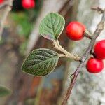 Cotoneaster franchetii برگ