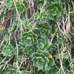 Draba dubia Hoja