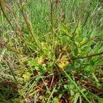 Saxifraga granulata Hoja