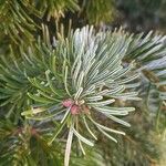 Abies nordmanniana ഇല