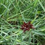Dianthus carthusianorum Цвят