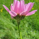 Tanacetum coccineum Květ