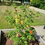 Tithonia rotundifolia عادت